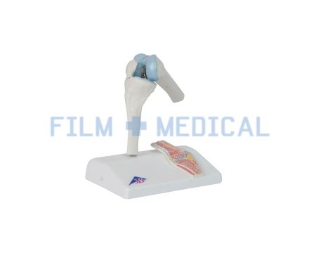 Knee Joint Model